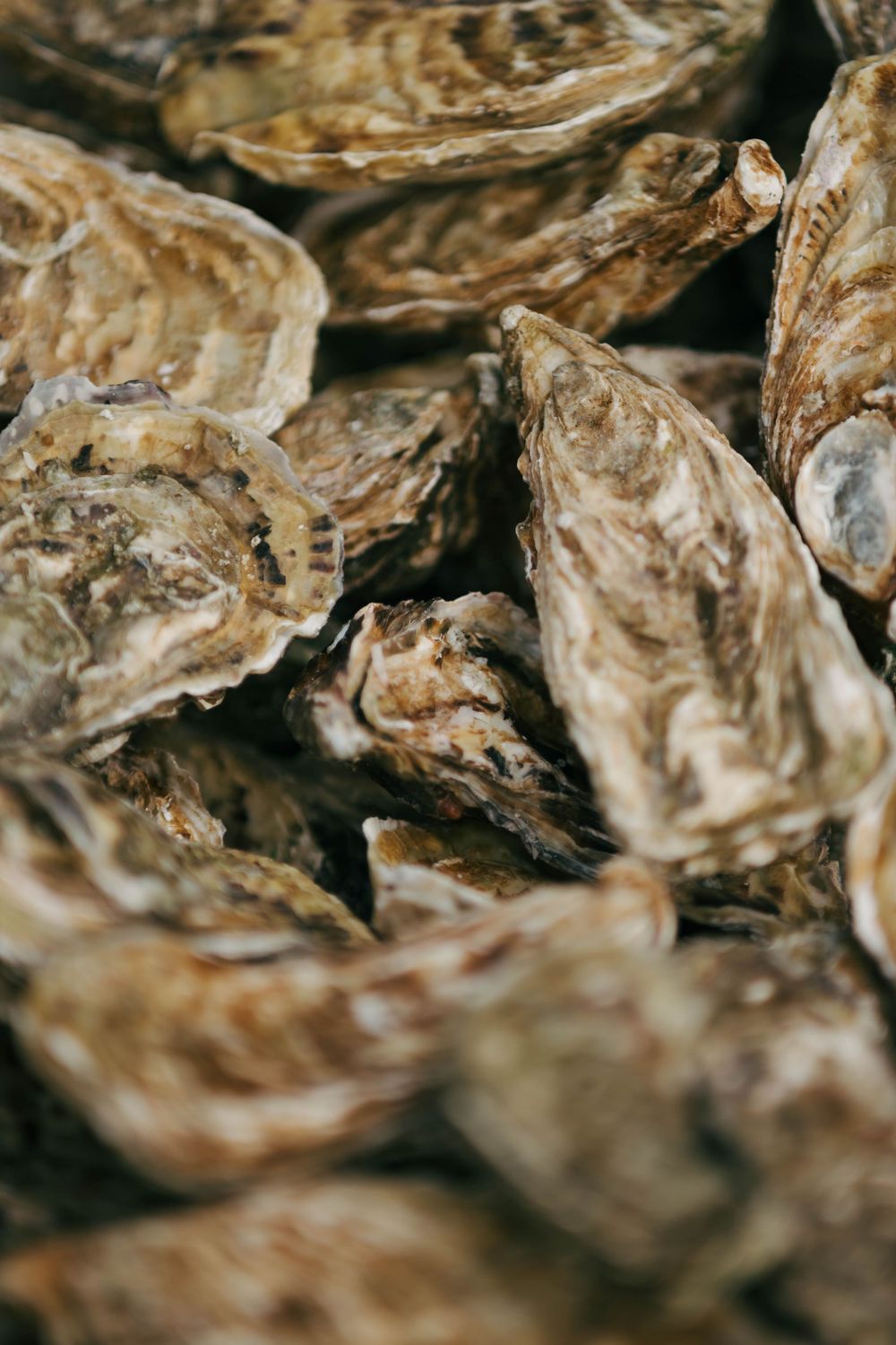 Gros plan d'huîtres crues fraîches dans leurs coquilles, empilées ensemble dans un marché de fruits de mer.