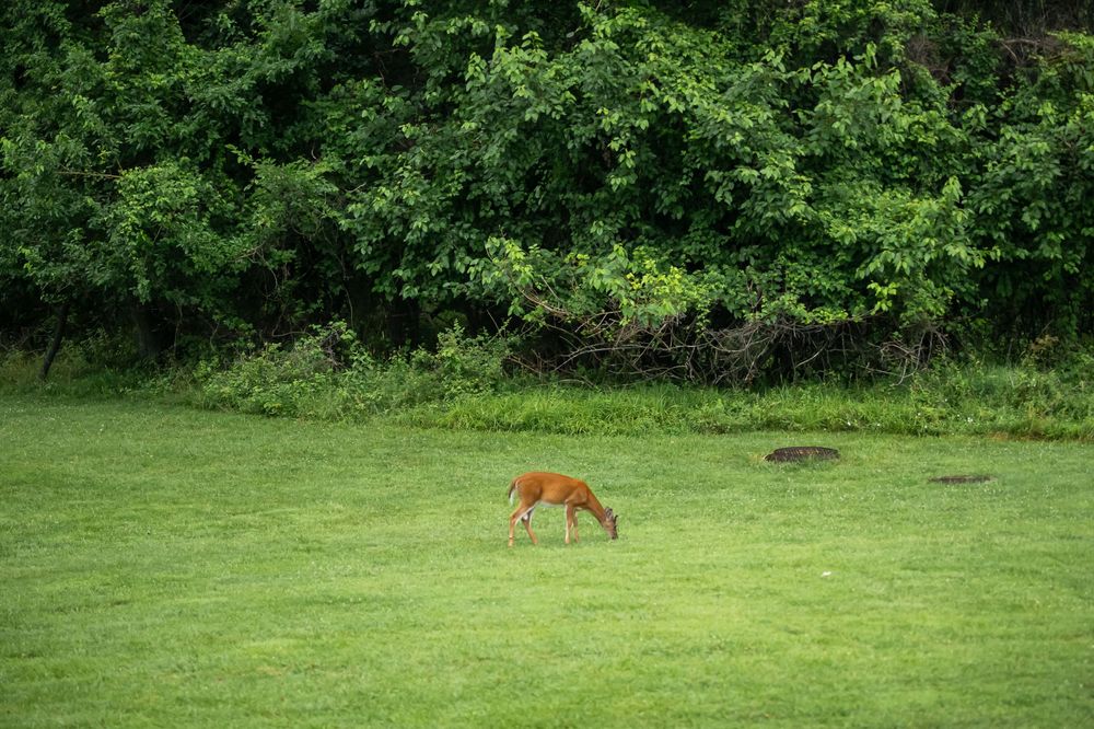 A lone deer grazing on a verdant green lawn bordered by dense forest vegetation, in baltimore.