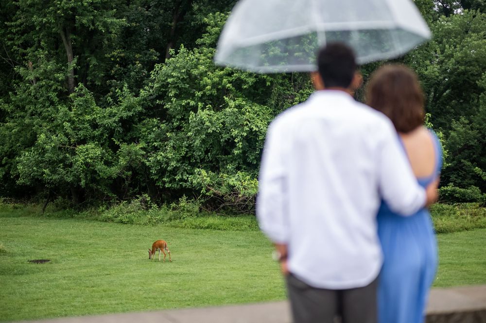People watch from a distance as a deer grazes in a lush green backyard garden area, in baltimore.