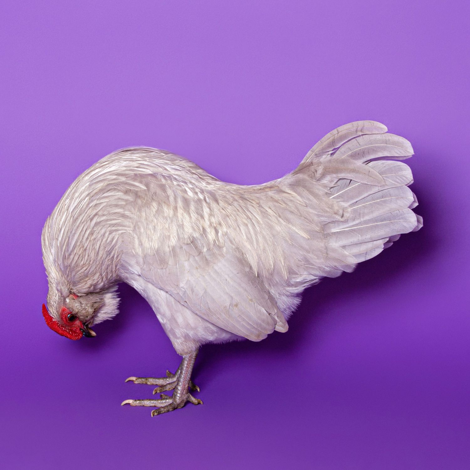 A blue d'anvers bantam rooster looks down at his feet against a vibrant purple background in studio lighting.