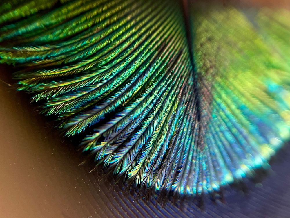 Close-up macro photograph showing iridescent peacock feather details with vibrant green and blue colors.