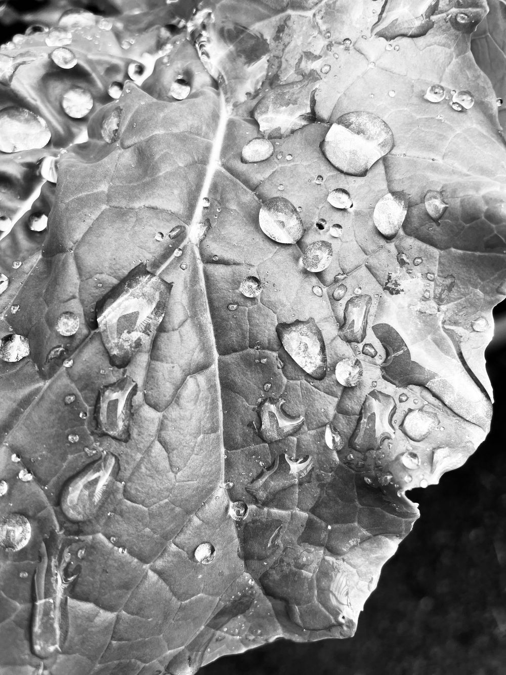 Close-up black and white photograph of water droplets resting on a textured leaf surface with prominent veins.