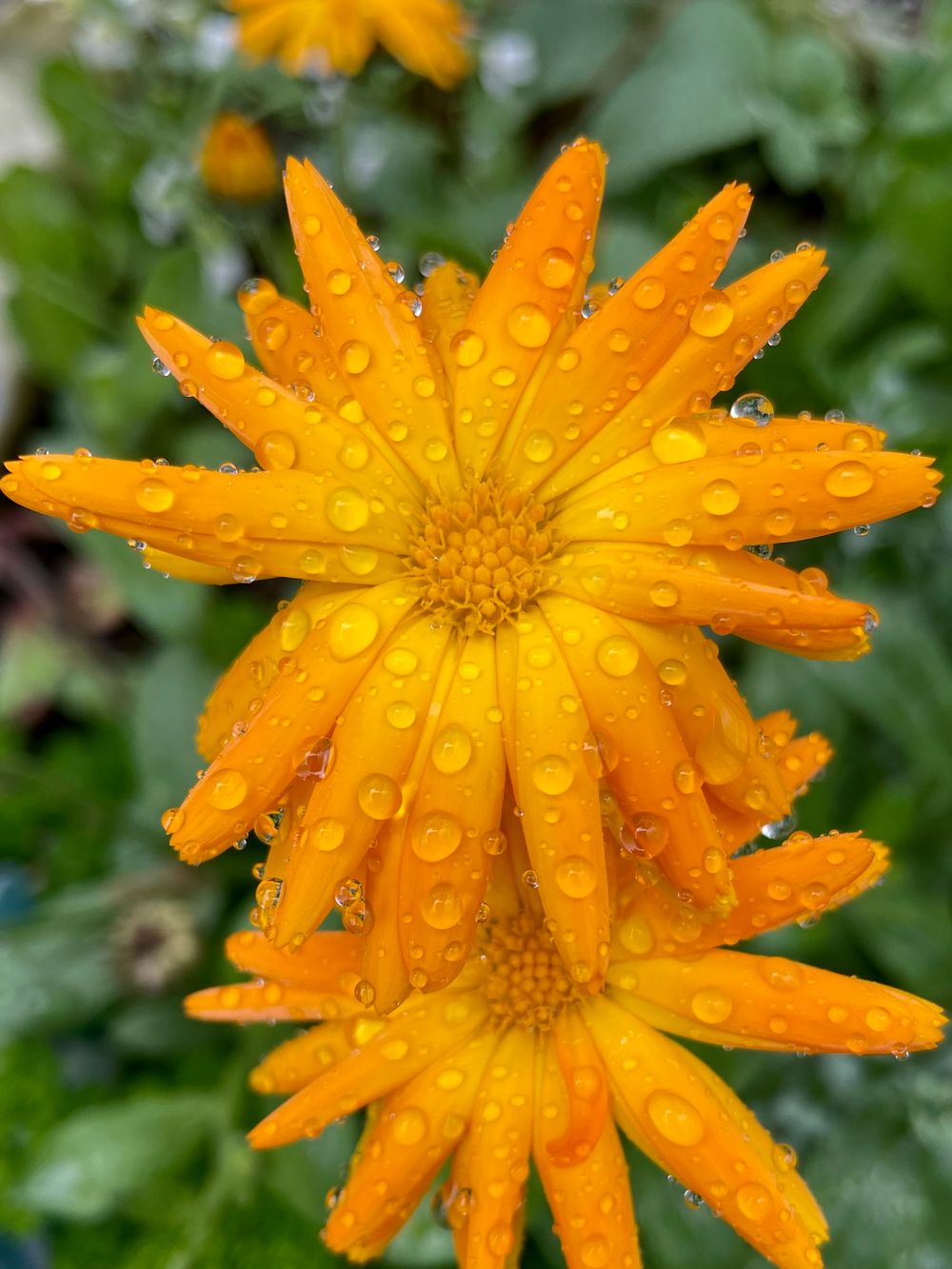 Bright orange calendula flower petals glisten with morning dew drops against a soft green garden background.