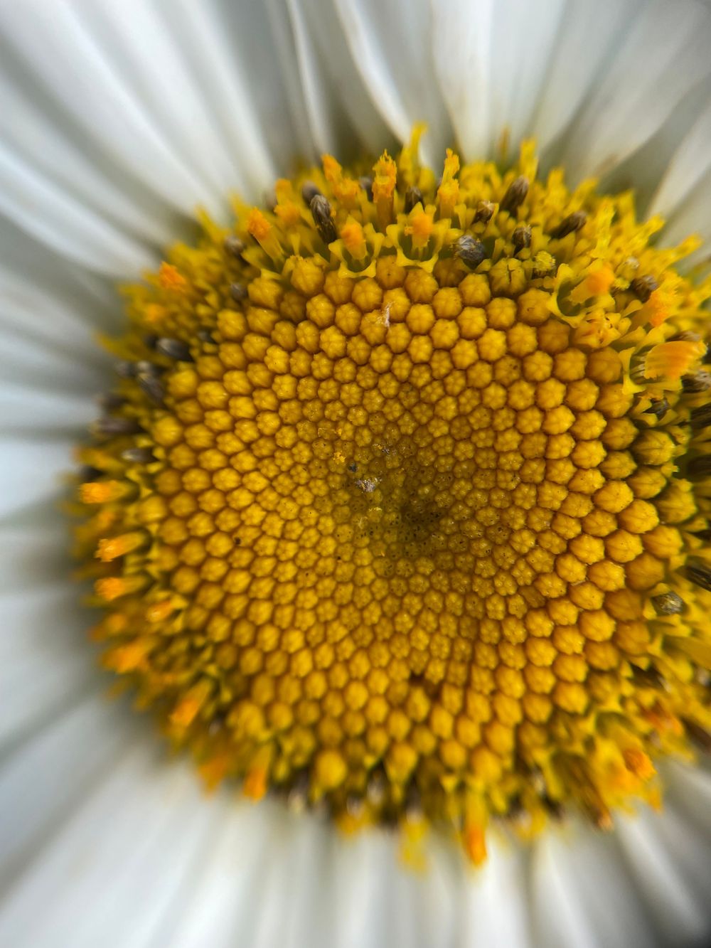 Extreme macro close-up of a white daisy flower center showing detailed yellow geometric patterns and pollen structures.
