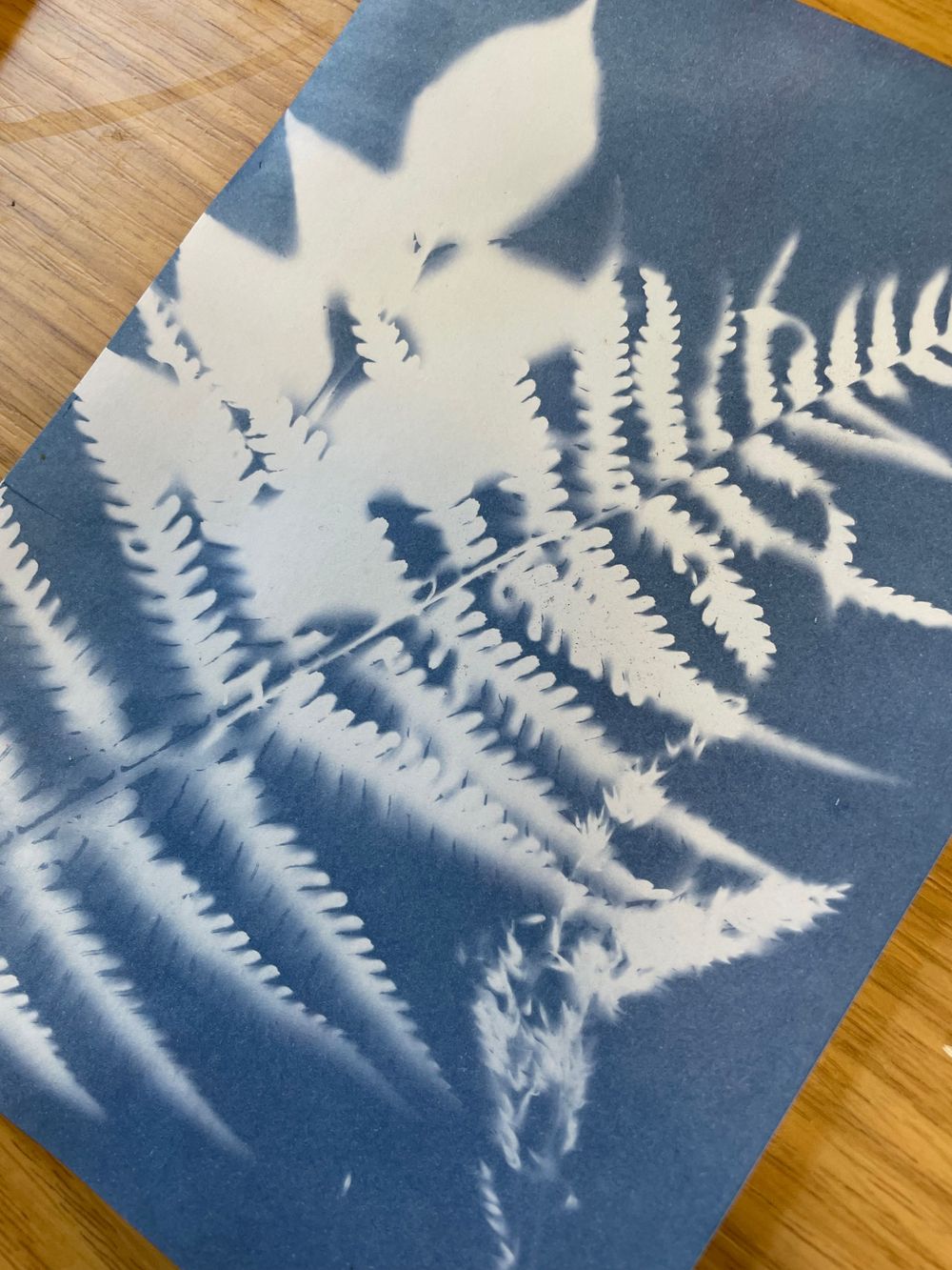 Vintage cyanotype print showing silhouettes of delicate white fern leaves against a deep blue background.