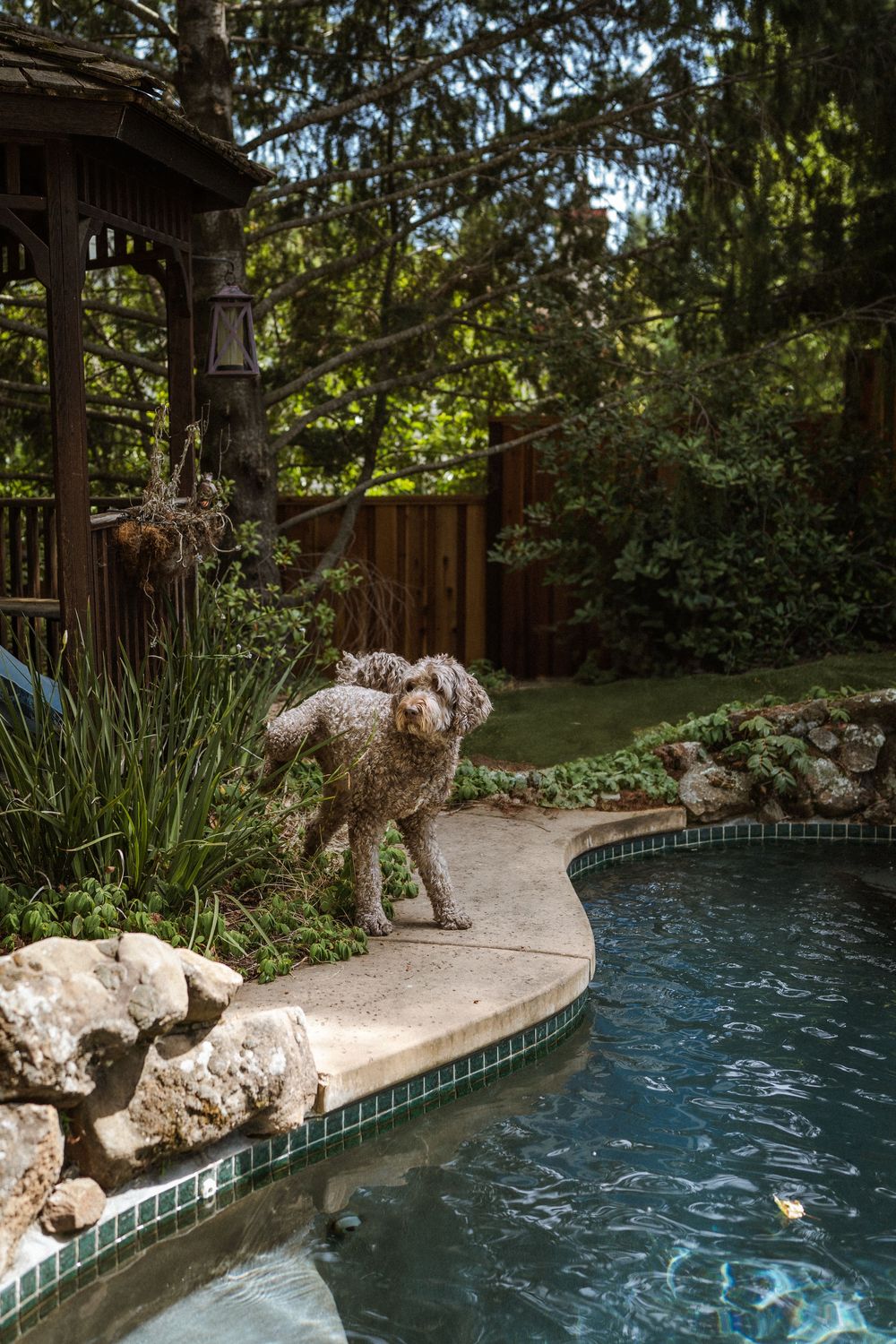A curly-haired dog leaping into a backyard swimming pool surrounded by landscaping.