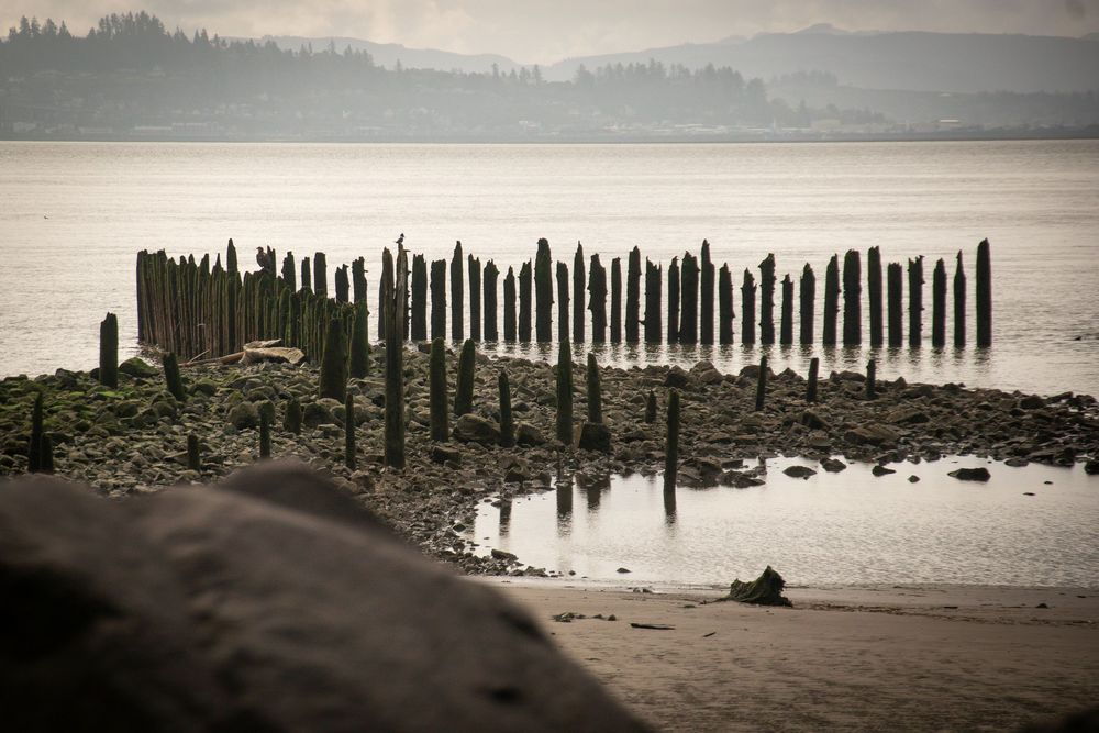 Weathered wooden pilings stand in misty water at low tide.