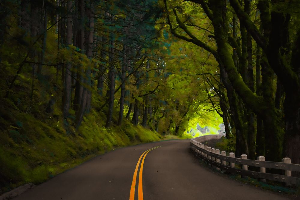 Winding forest road with yellow line markings curves through lush green trees.
