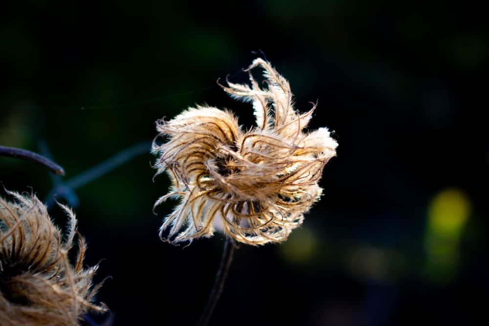 Dried fluffy seedhead of a flower backlit against dark background.