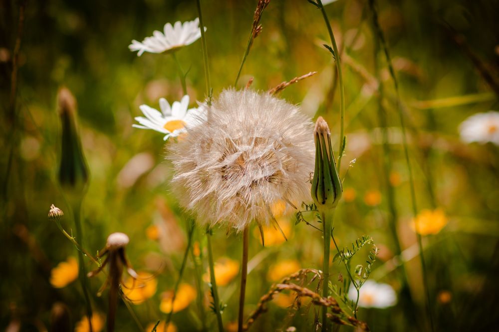 Dandelion seedhead glows in golden sunlight among wildflowers in a summer meadow.
