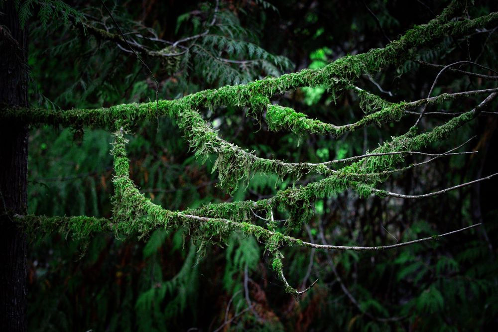 Moss-covered evergreen branches create an ethereal pattern against dark forest background.