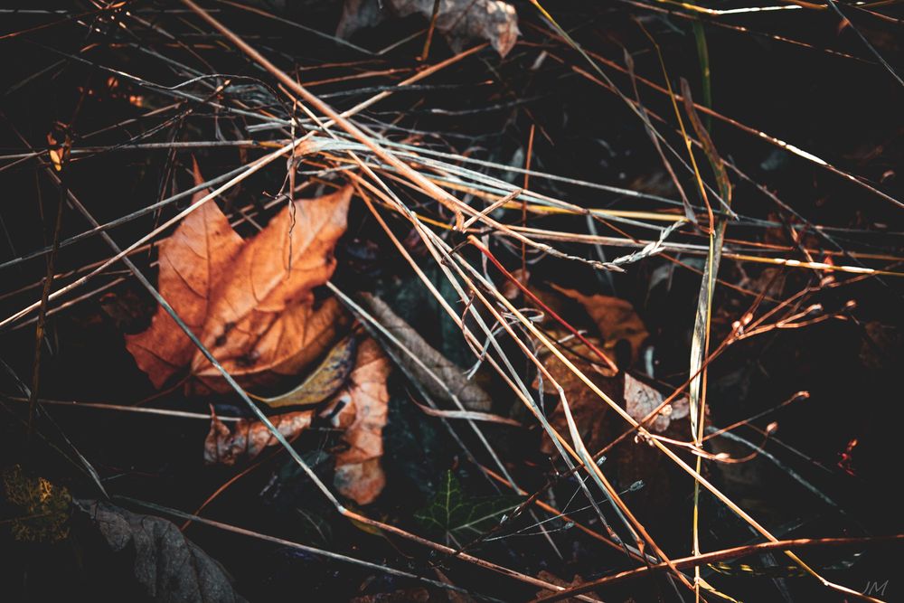 Fallen autumn leaves rest among dried twigs and branches in dark moody setting.