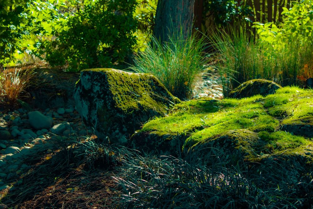 Sunlit moss grows on rocks surrounded by lush green forest vegetation.