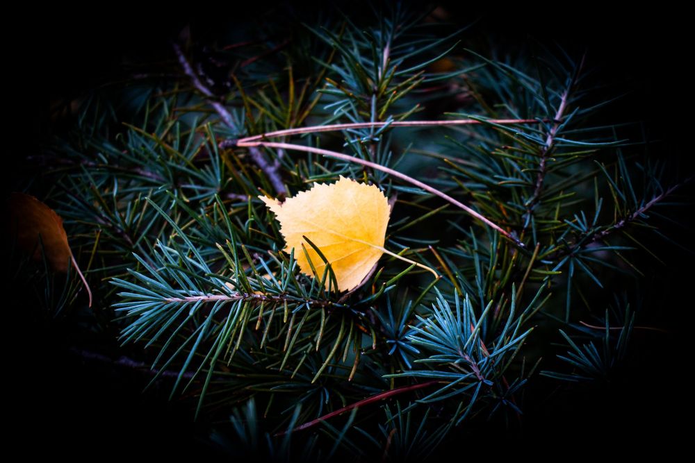 Single yellow leaf caught in pine needles glows against dark background.