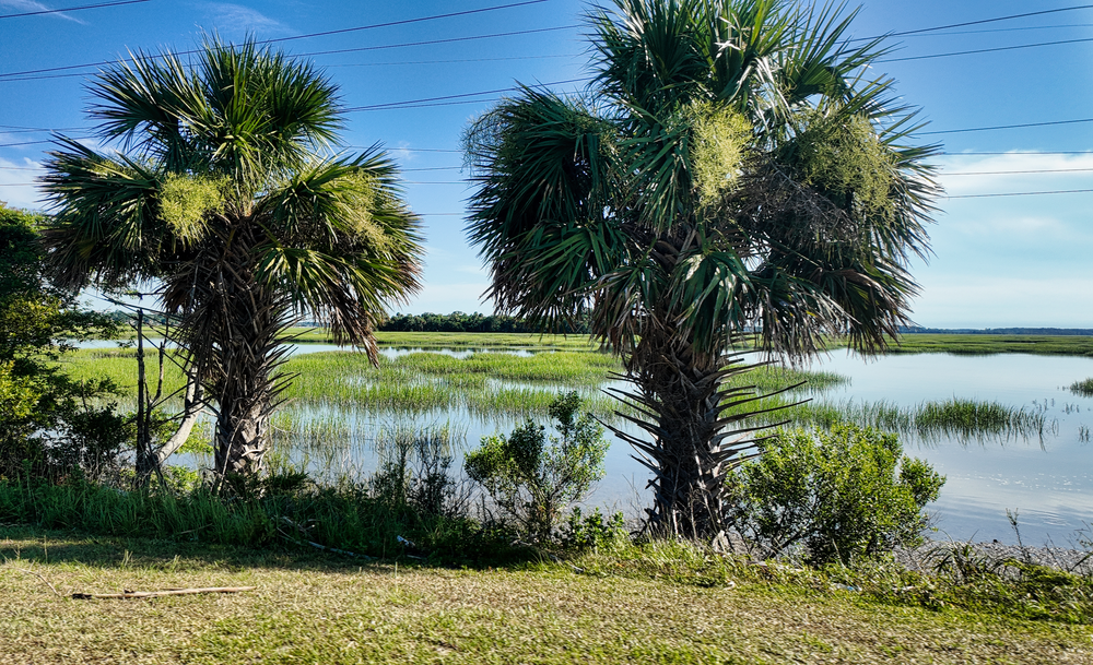 Palm trees line a tranquil coastal marsh with green grass and calm waters under a blue sky.