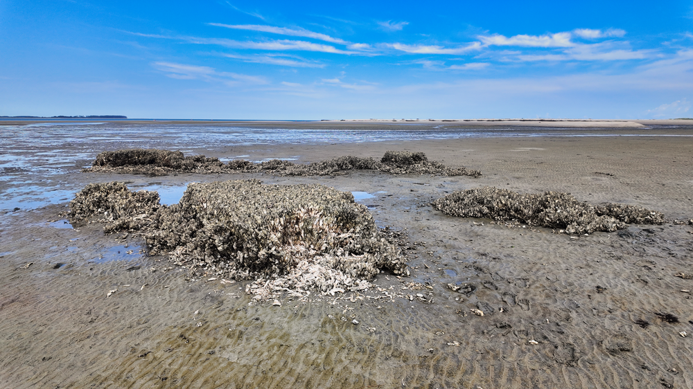 An exposed oyster reef sits on a muddy beach at low tide under bright blue skies with wispy clouds.