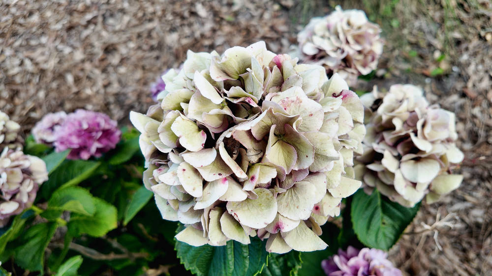 Close-up of white and purple hellebore flowers blooming in garden with delicate petals and rich details.
