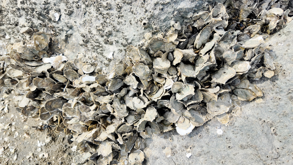 Scattered fragments of broken pottery shards and ceramic pieces lie on a dusty ground surface.