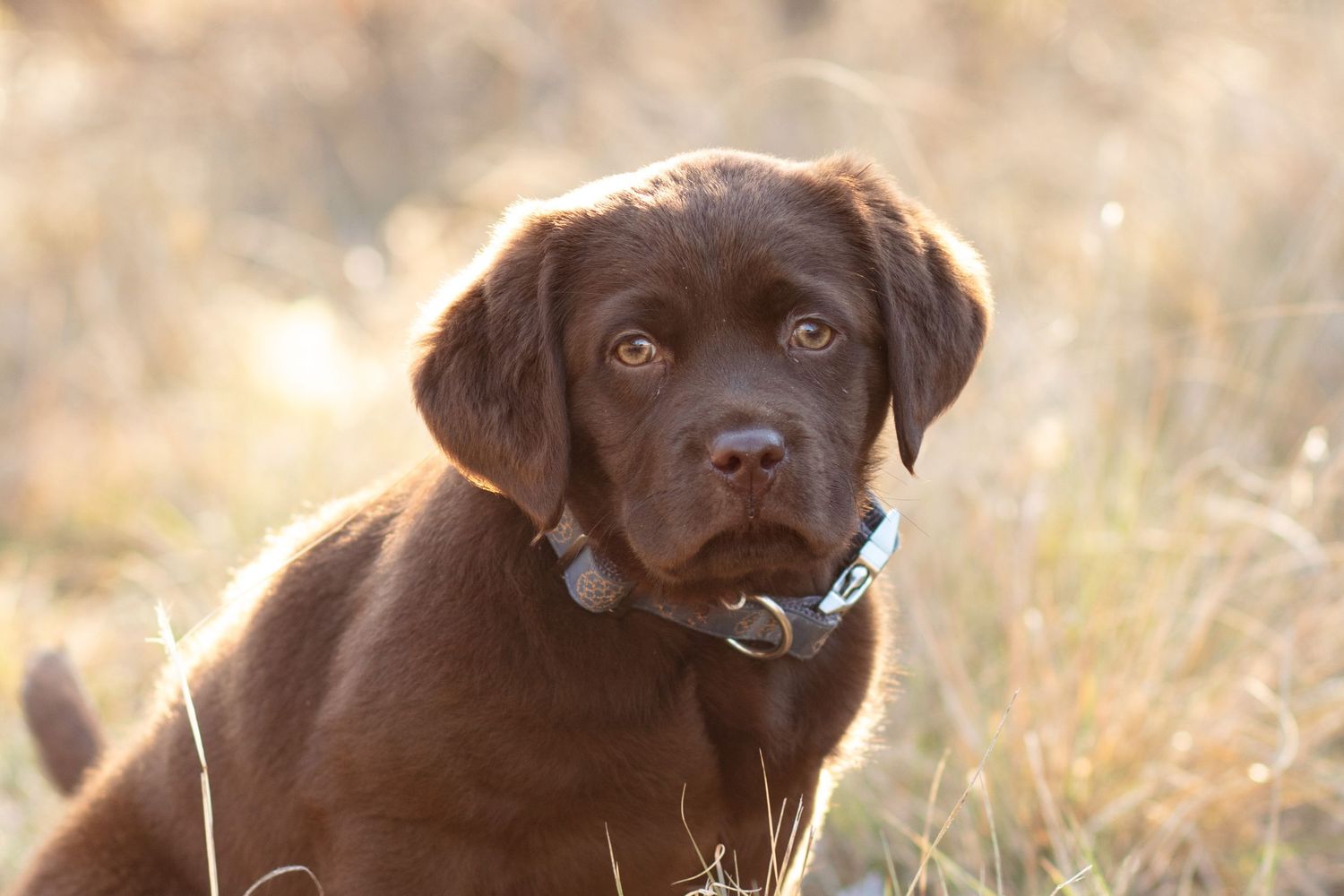 Chocolate Lab Cedar park Texas Dog photography