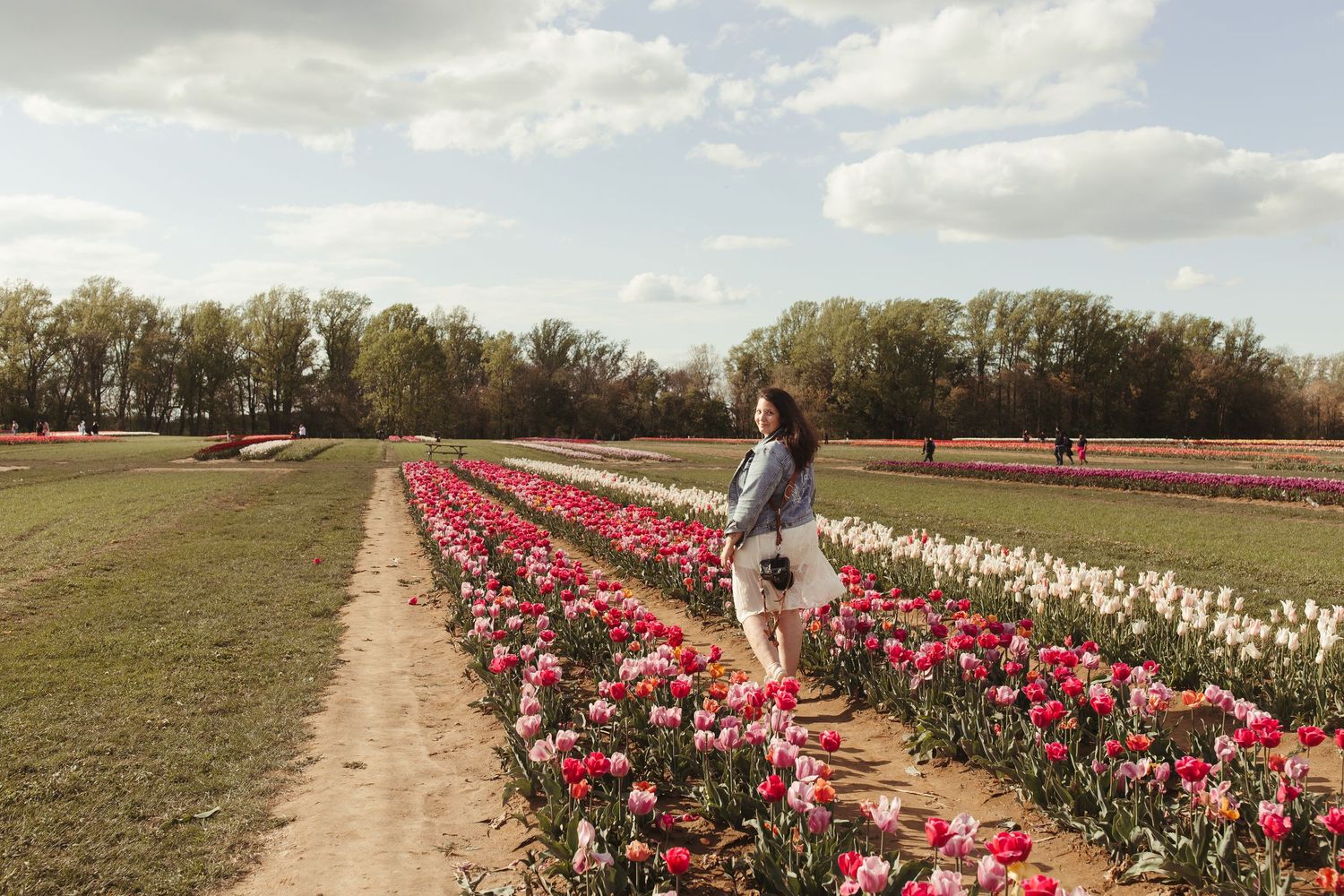 Rows of vibrant red and white tulips stretch across a field under a cloudy spring sky.