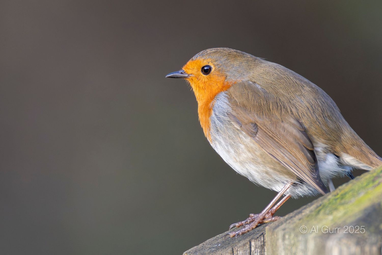 Robin on Fence with smooth background.
