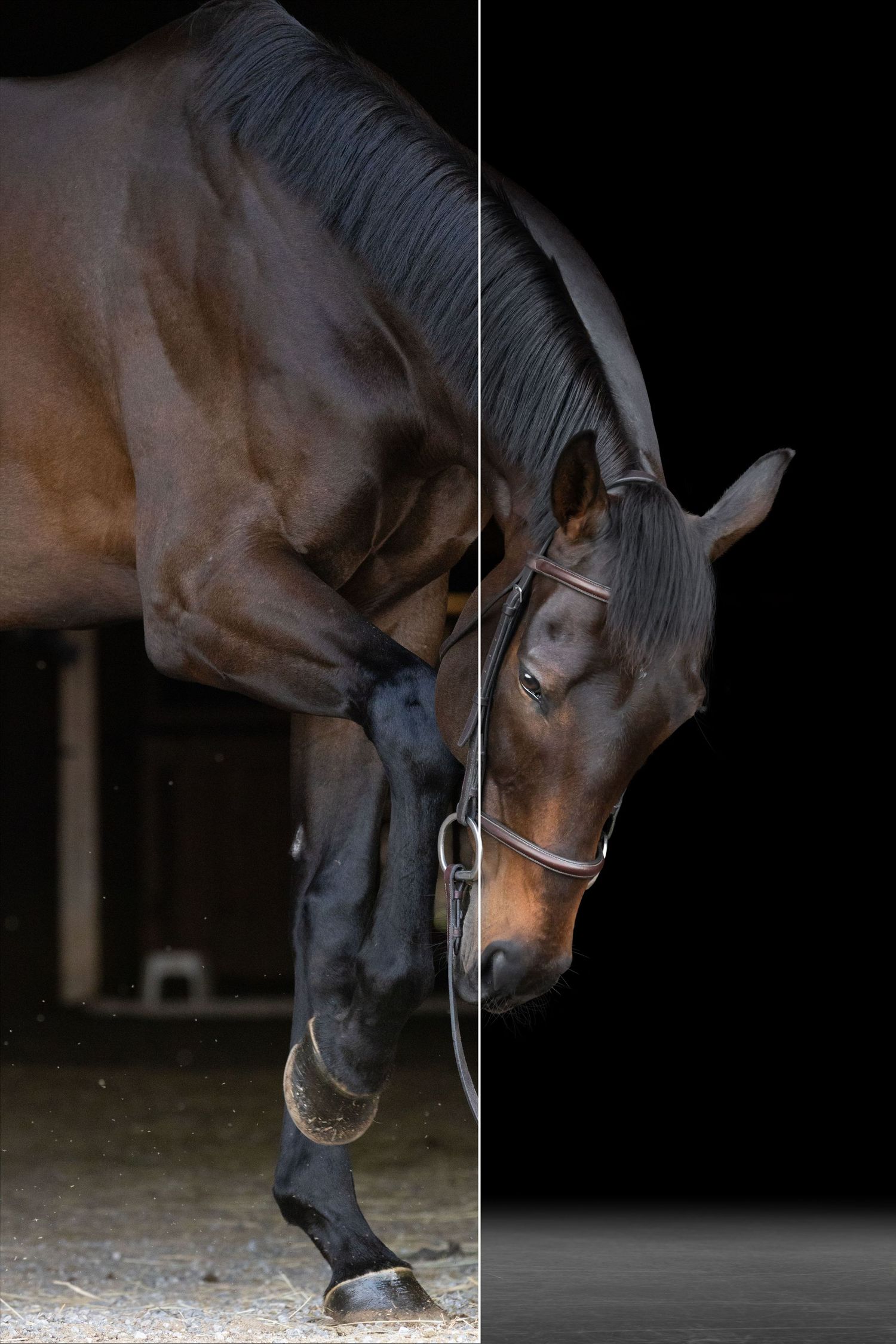 A sequence of close-up shots showing a brown horse's head from different angles in a dark setting.