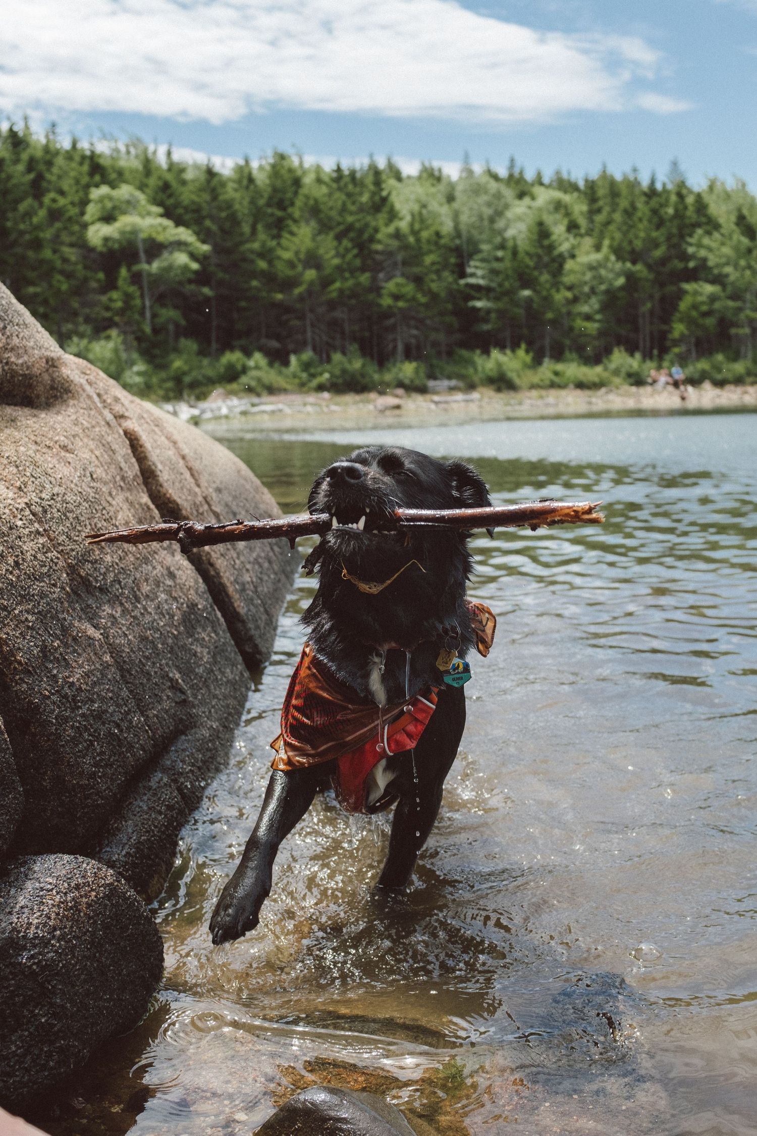 Black dog joyfully splashing and playing in the water near rocky shoreline with pine trees in background.