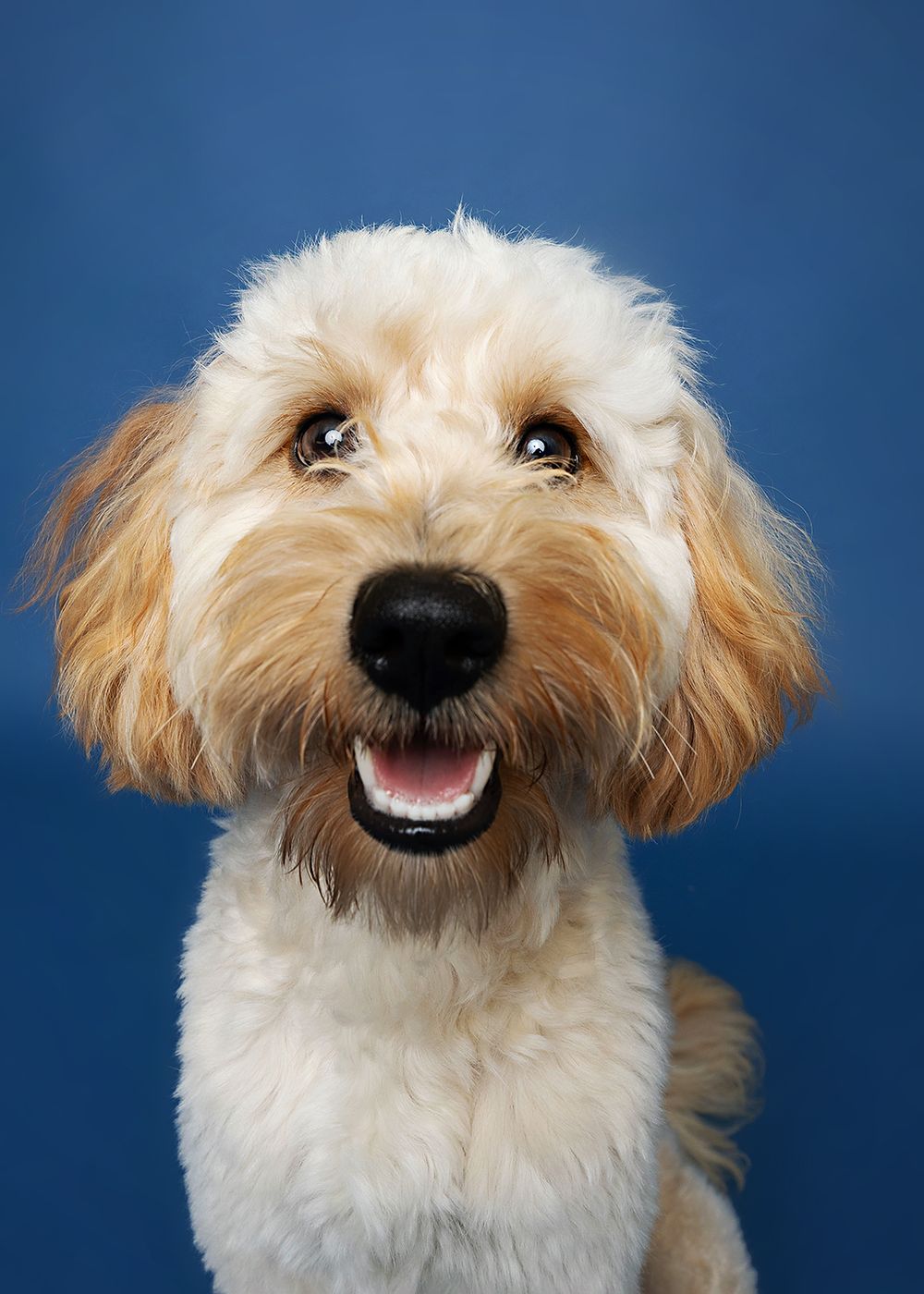 Cute fluffy terrier mix dog shows different playful expressions against blue background in four portrait shots.