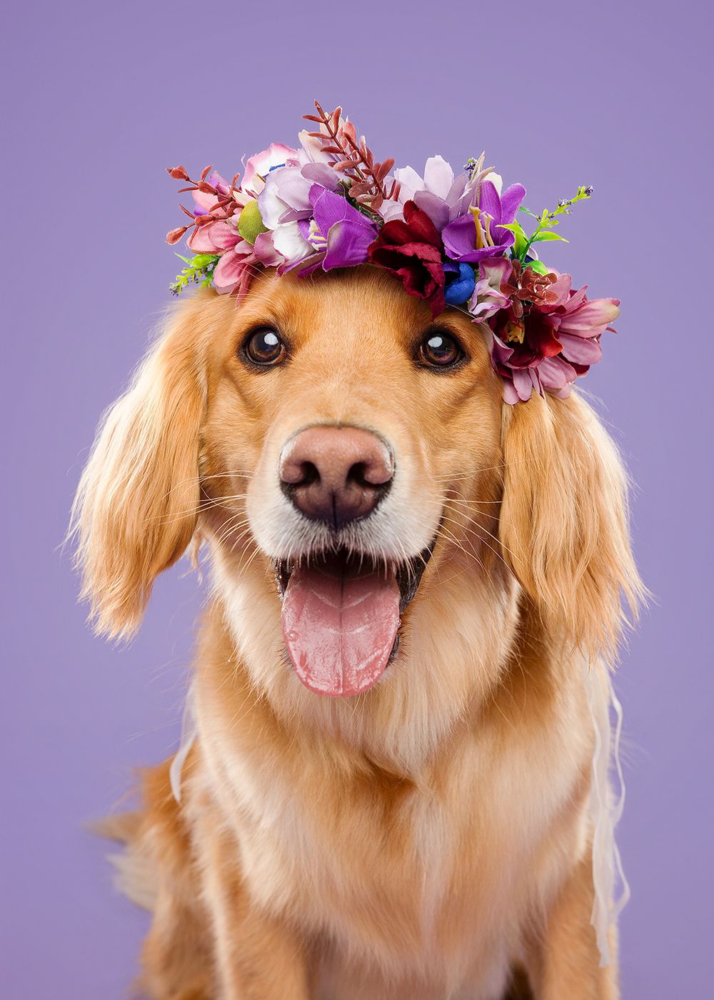 A happy golden retriever wearing a floral crown poses with a playful smile against a purple background.