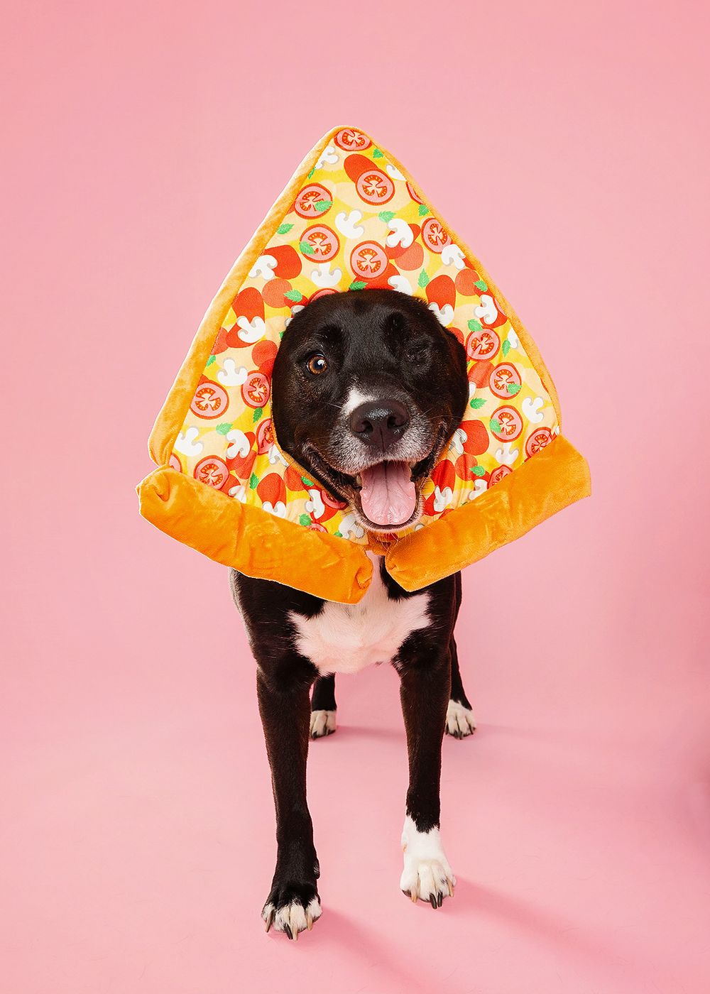 Black and white dog wearing a bright orange pizza slice costume against a pink background.