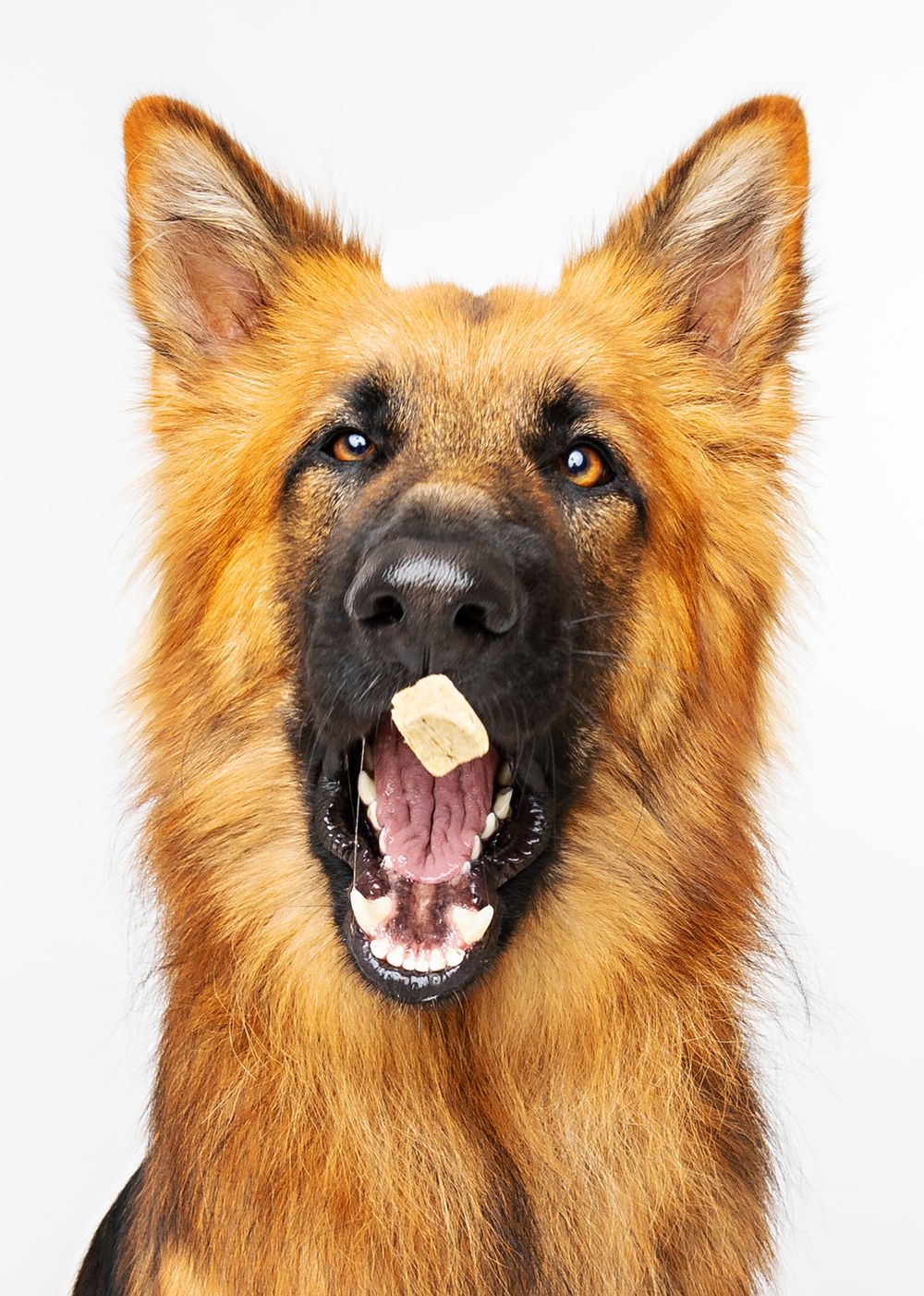 German Shepherd dog showing different facial expressions with a treat on its nose in a series of photos.