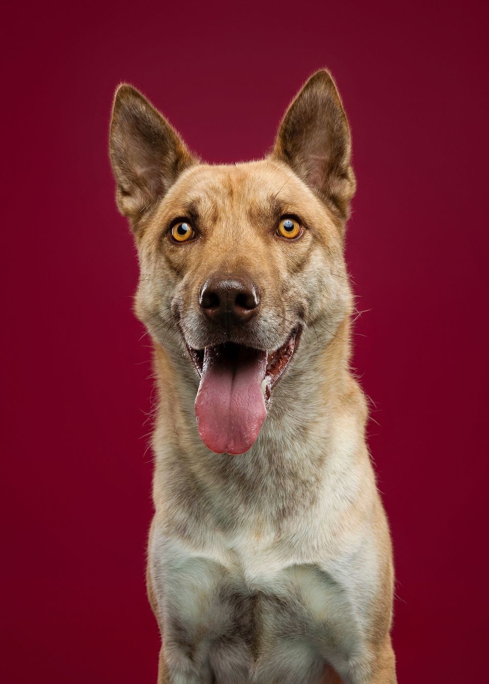 Smiling brown and white dog with pointy ears shows different happy expressions against a burgundy background.