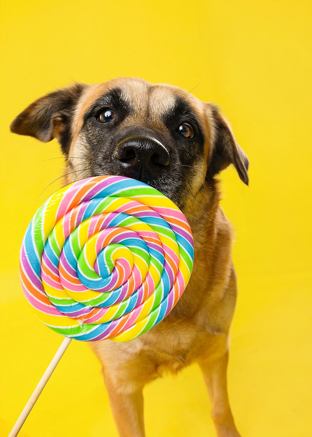 Small brown dog poses with a large rainbow swirl lollipop against a bright yellow background.