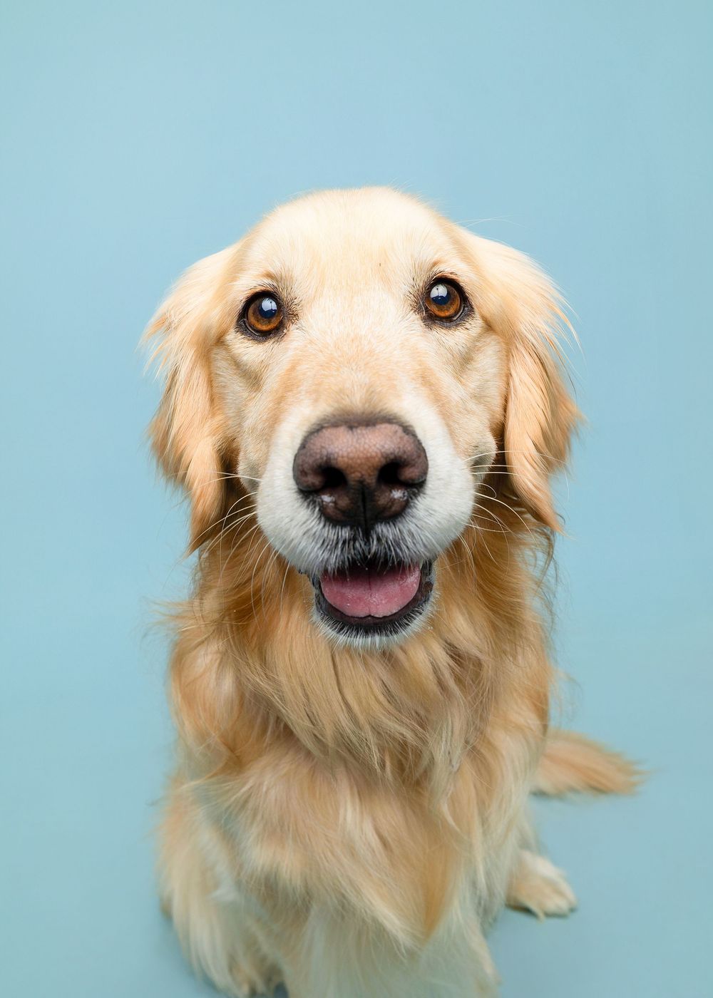 Close-up portrait of a smiling Golden Retriever with bright eyes against a light blue background.