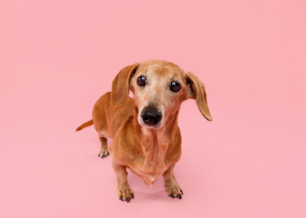 Dachshund puppy in various playful poses against pink background.