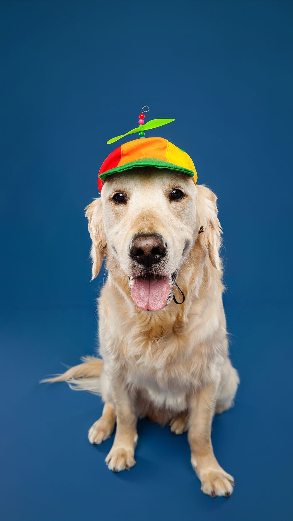 Golden Retriever wearing a colorful propeller cap sitting against a dark blue background.