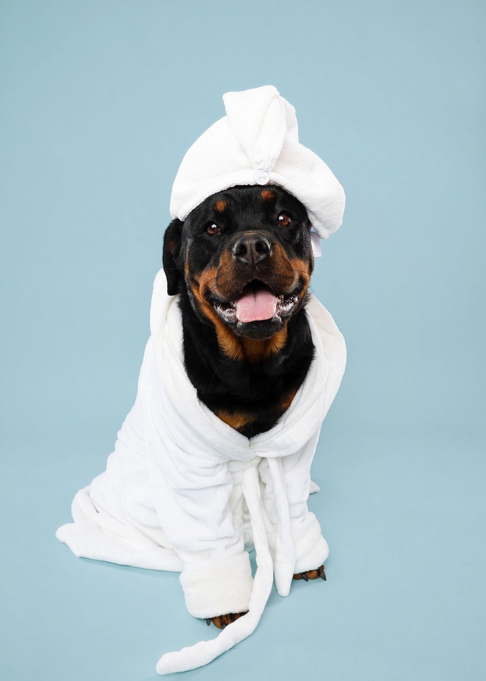 A Rottweiler dog wearing a white bathrobe poses playfully in a series of four photos against a blue background.