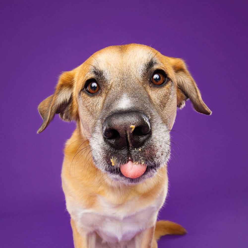 Cute brown mixed breed dog making different playful expressions against a vibrant purple background.