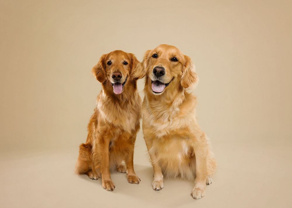 Two happy Golden Retriever dogs sitting side by side on a beige background, both with friendly smiles.