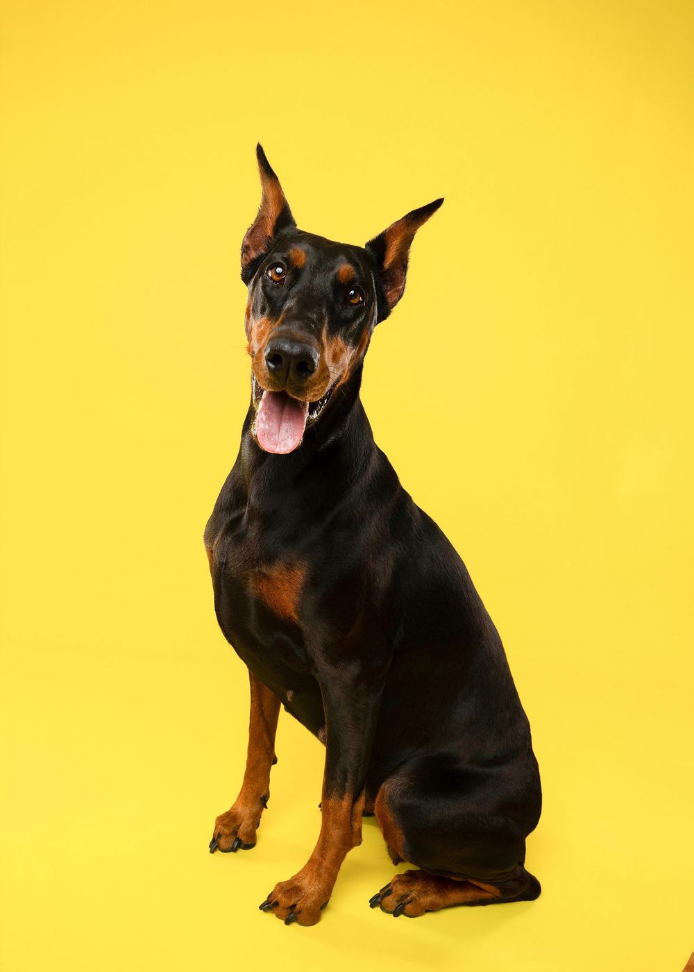 A sequence of five photos showing a Miniature Pinscher dog posing against a bright yellow background.