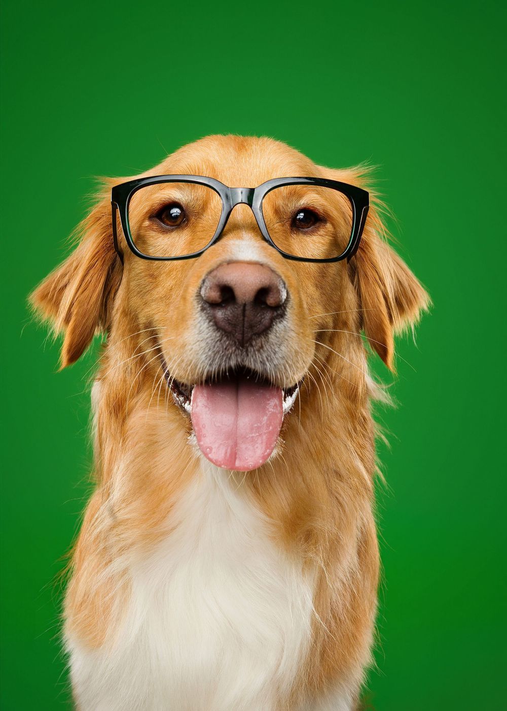 Happy golden retriever wearing black glasses poses against bright green background with tongue out.