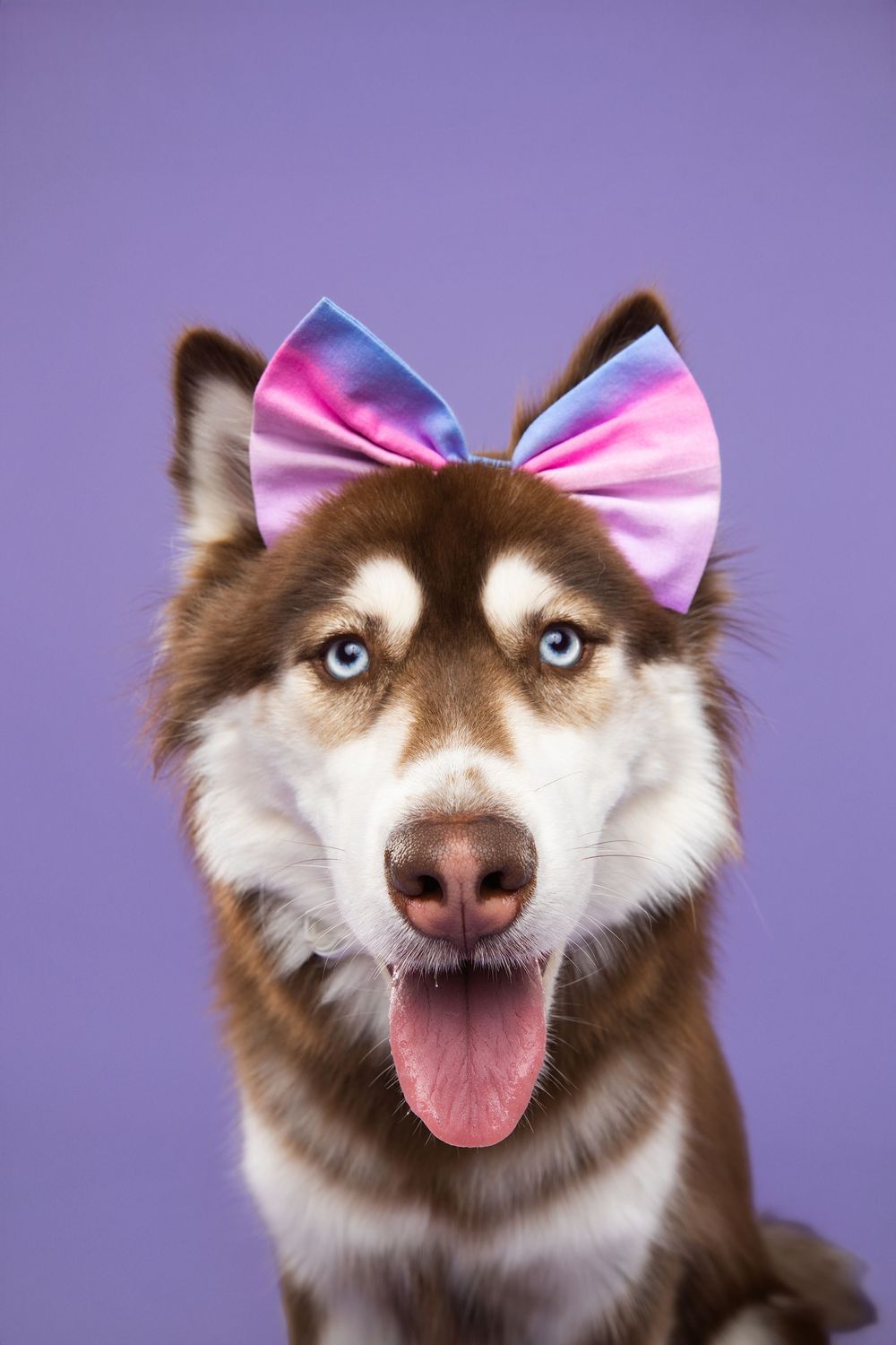 Husky dog wearing pink bow makes silly faces in sequence against purple background.