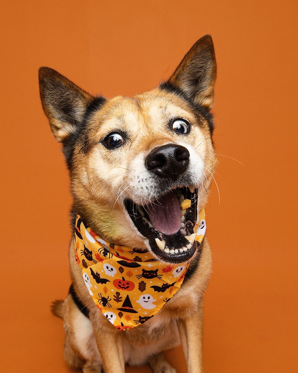 Happy dog wearing Halloween bandana with pumpkins and ghosts smiling at camera against orange background.