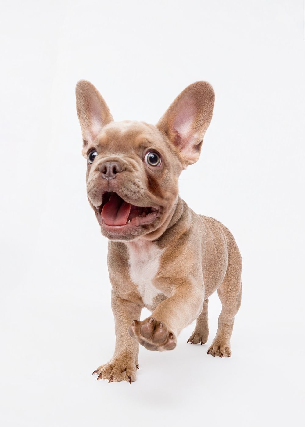 Three playful French Bulldog puppies in light beige color showing different poses against white background.