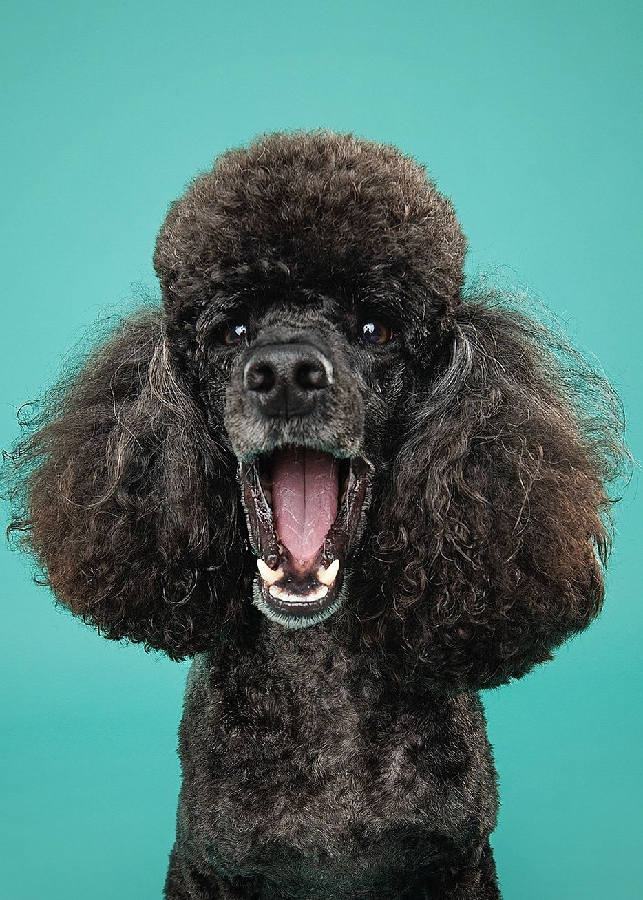 Black toy poodle shows different playful facial expressions against turquoise background in photo collage.