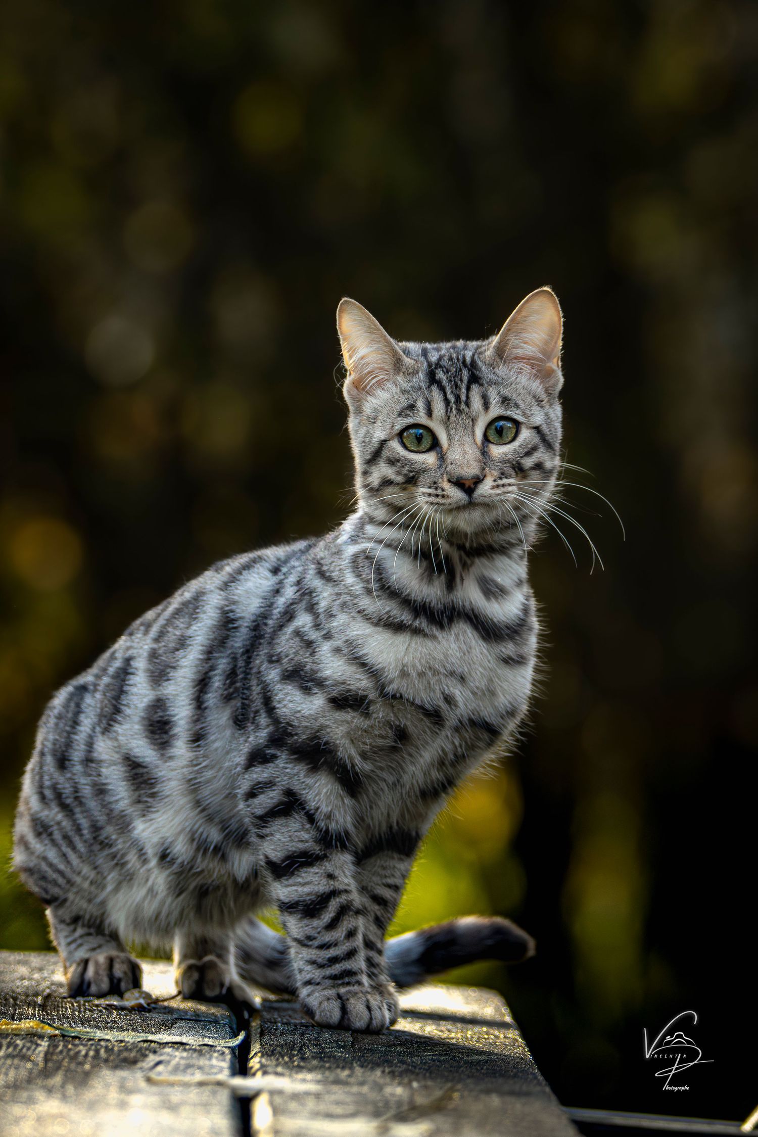 Silver tabby British Shorthair cat showing different poses outdoors in natural lighting.