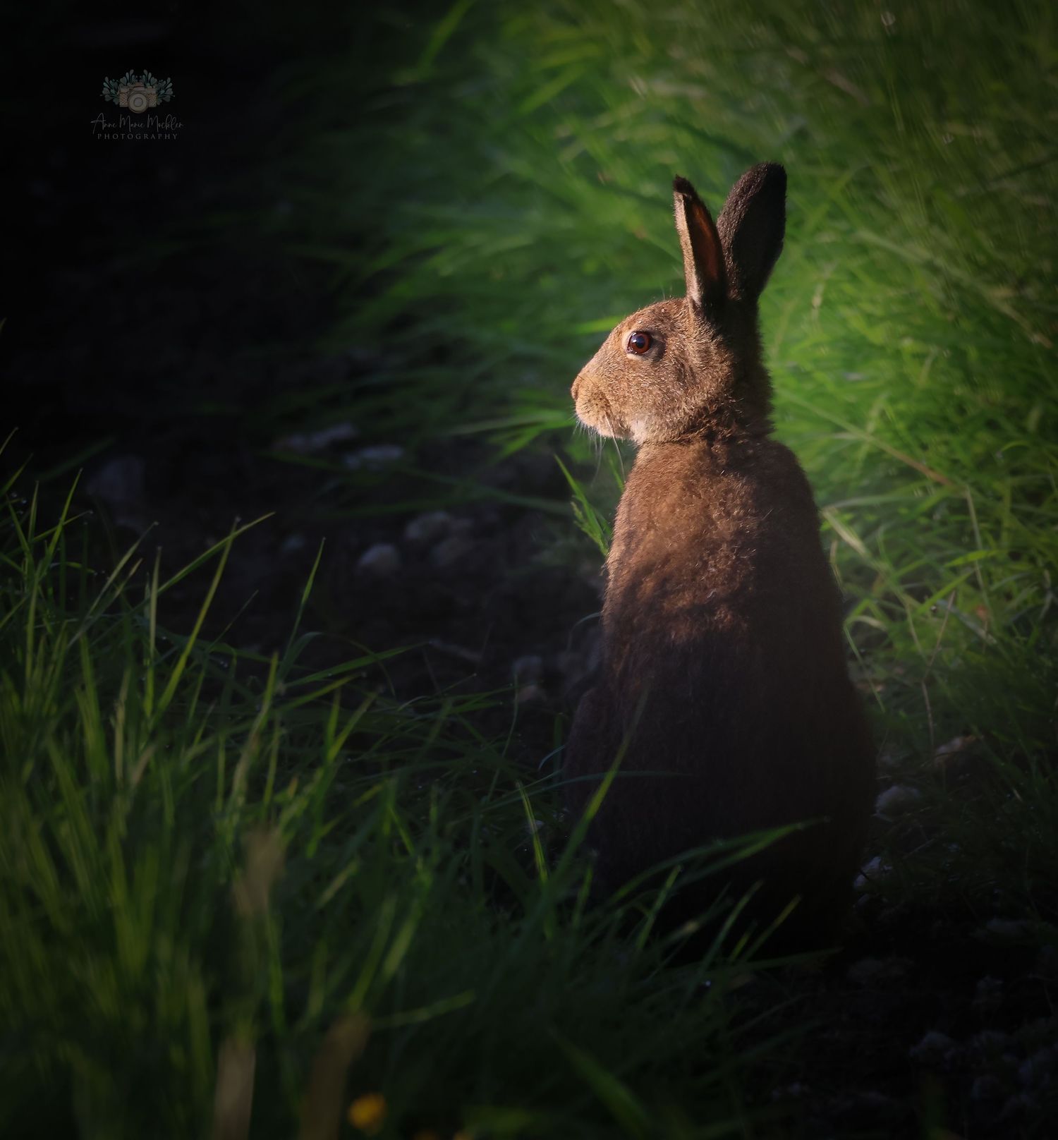Morning Hare - 2nd Place in Biodiversity Photographer of the Year 2023