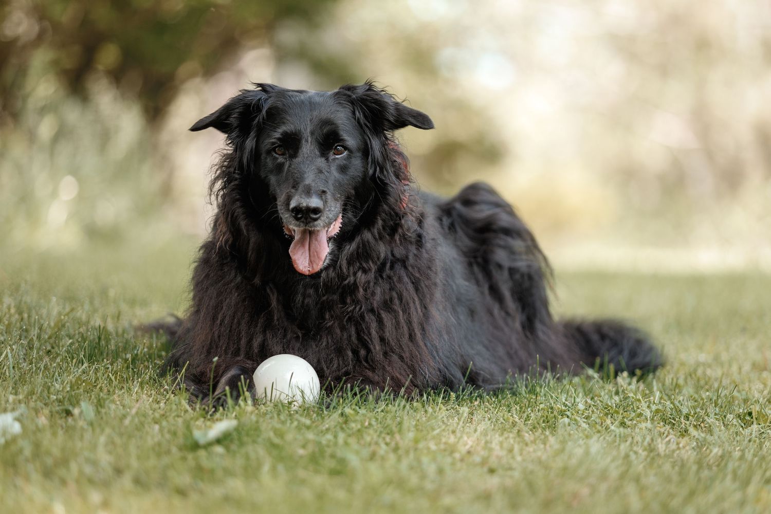 A black dog lies in green grass with a white ball, showing a playful and relaxed expression.
