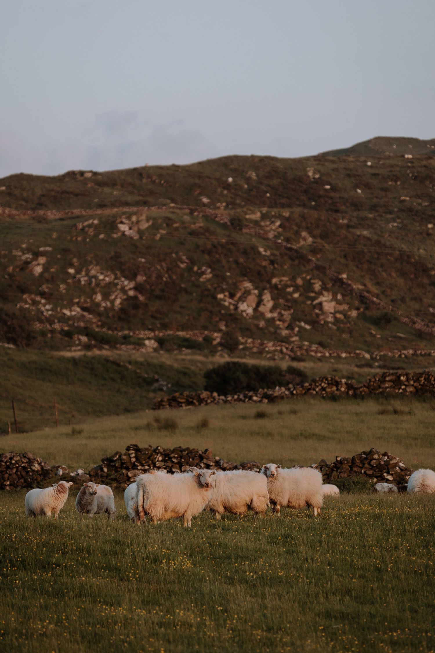 A flock of white sheep grazing on green pasture with rugged mountains in the background at dusk.
