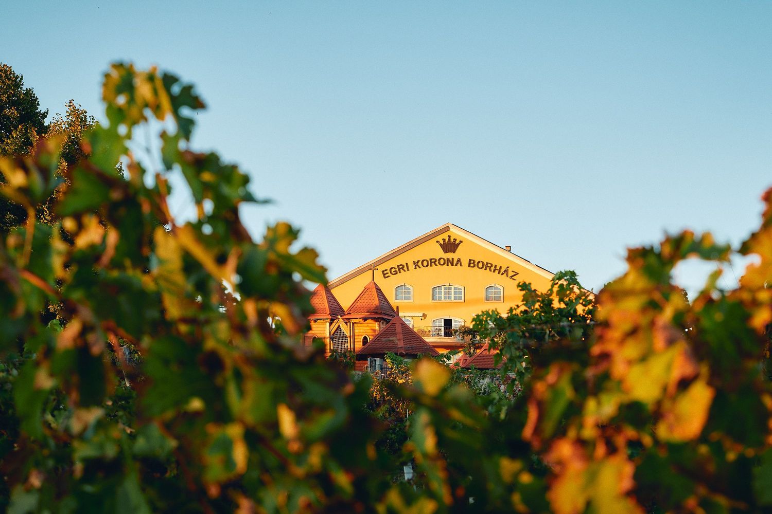 Scenic vineyard rows with palm trees and a rustic winery building in the warm evening sunlight.
